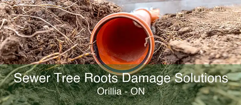 Sewer Tree Roots Damage Solutions Orillia - ON